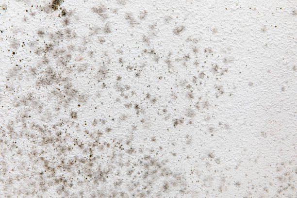 Best Forensic Mold Investigation  in Port Monmouth, NJ