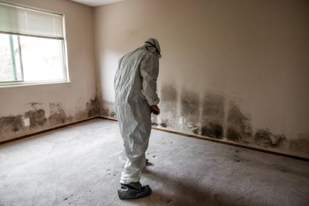 Best Basement Mold Removal  in Port Monmouth, NJ