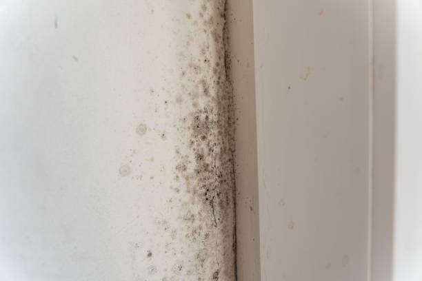 Best Black Mold Removal  in Port Monmouth, NJ